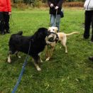 8 Bolle und Sally.JPG