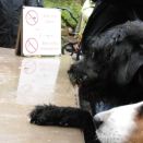 02 Joschi und Laika.JPG