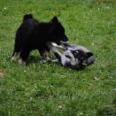 4 Darko und Nala.JPG